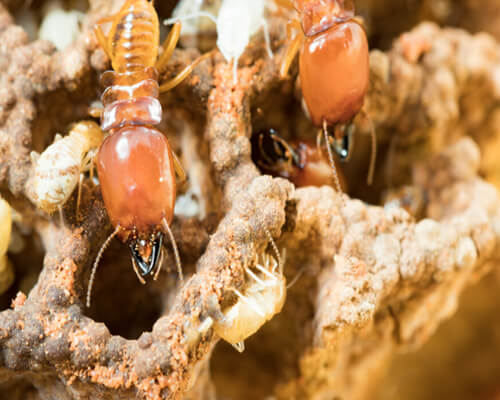 Termite control